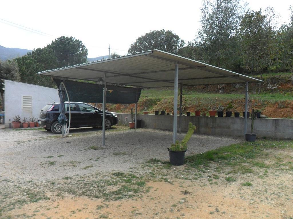 Lentisco Capoliveri (Isola d'Elba)